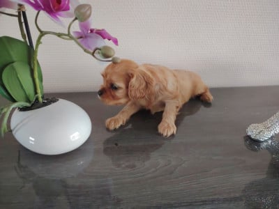 Les chiots de Cavalier King Charles Spaniel