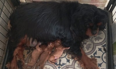 Les chiots de Cavalier King Charles Spaniel