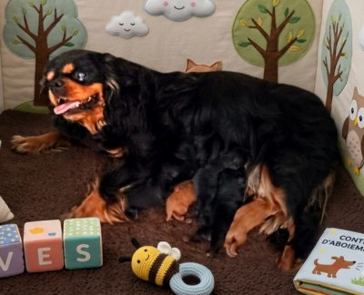 Les chiots de Cavalier King Charles Spaniel