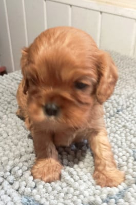 Les chiots de Cavalier King Charles Spaniel
