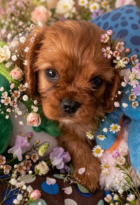 Les chiots de Cavalier King Charles Spaniel