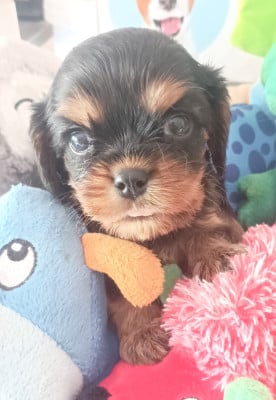 Les chiots de Cavalier King Charles Spaniel