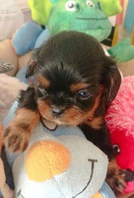 Les chiots de Cavalier King Charles Spaniel