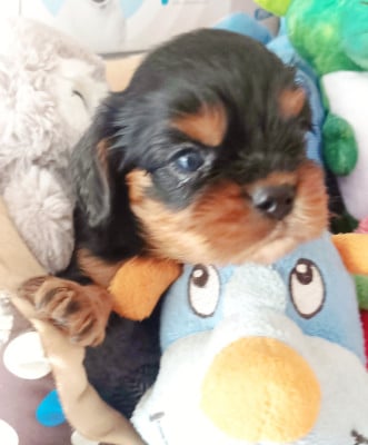 Les chiots de Cavalier King Charles Spaniel