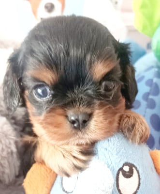 Les chiots de Cavalier King Charles Spaniel
