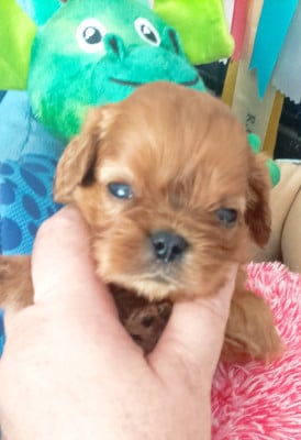 Les chiots de Cavalier King Charles Spaniel