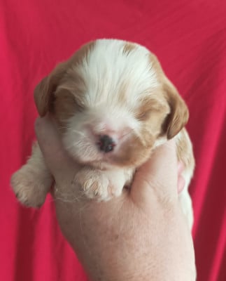 Les chiots de Cavalier King Charles Spaniel