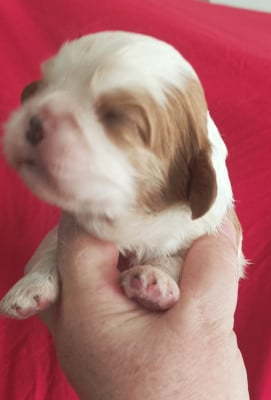Les chiots de Cavalier King Charles Spaniel
