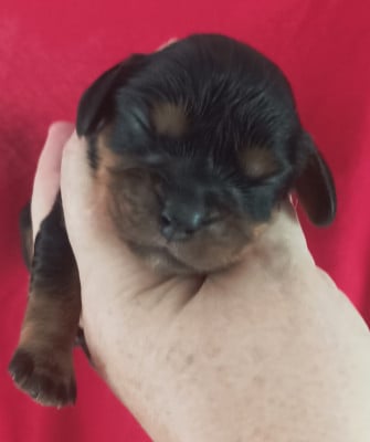 Les chiots de Cavalier King Charles Spaniel