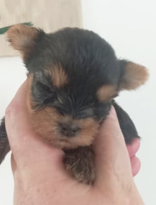 Les chiots de Yorkshire Terrier