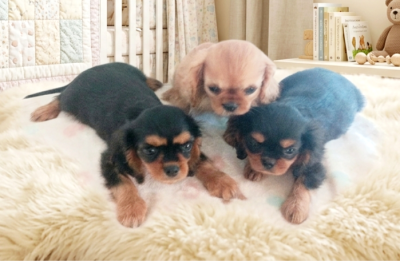 Les chiots de Cavalier King Charles Spaniel