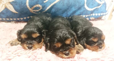 Les chiots de Cavalier King Charles Spaniel