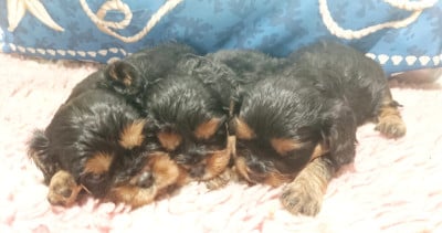 Les chiots de Cavalier King Charles Spaniel