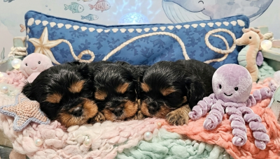 Les chiots de Cavalier King Charles Spaniel
