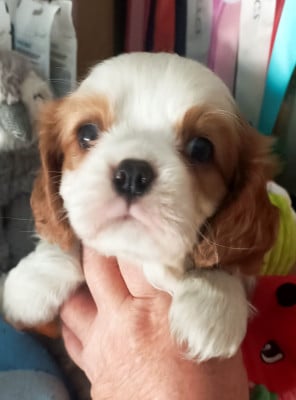 Les chiots de Cavalier King Charles Spaniel