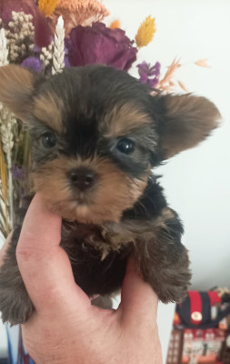 Les chiots de Yorkshire Terrier