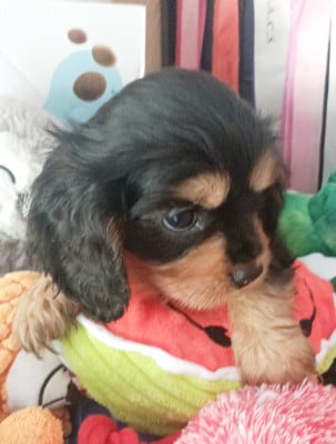Les chiots de Cavalier King Charles Spaniel