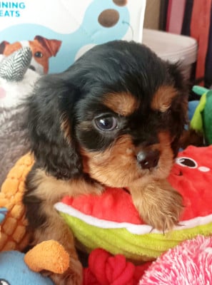 Les chiots de Cavalier King Charles Spaniel