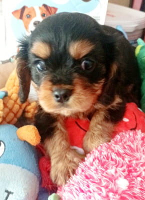 Les chiots de Cavalier King Charles Spaniel