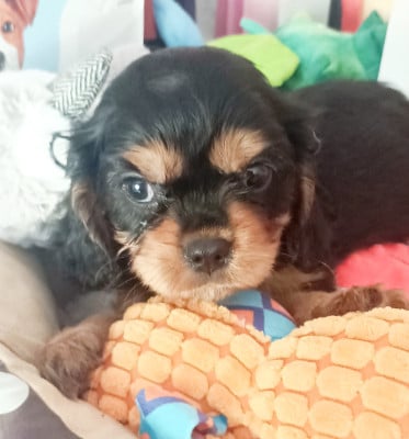 Les chiots de Cavalier King Charles Spaniel