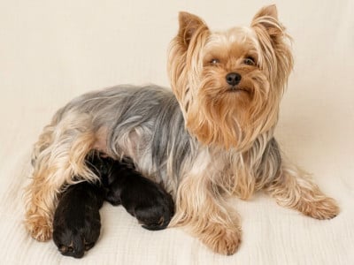 CHIOT 2 - Yorkshire Terrier
