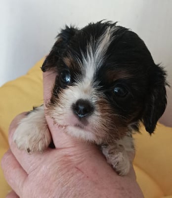 Les chiots de Cavalier King Charles Spaniel