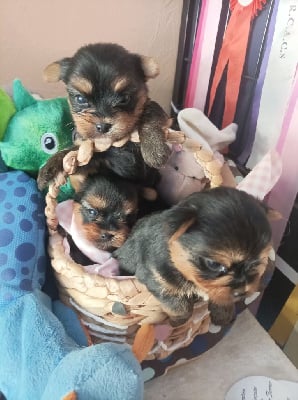 Les chiots de Yorkshire Terrier