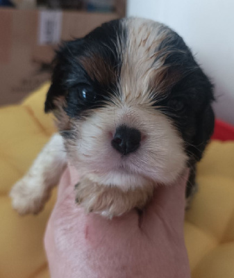 Les chiots de Cavalier King Charles Spaniel
