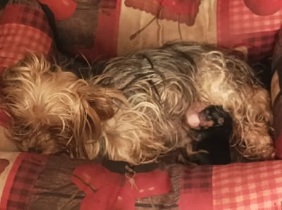 Les chiots de Yorkshire Terrier