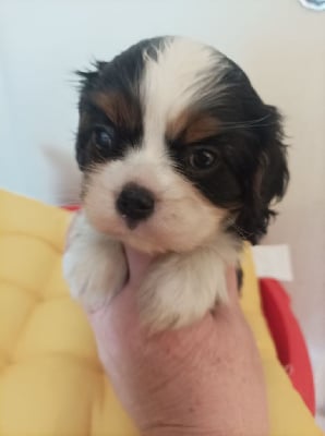 Les chiots de Cavalier King Charles Spaniel