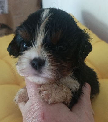 Les chiots de Cavalier King Charles Spaniel