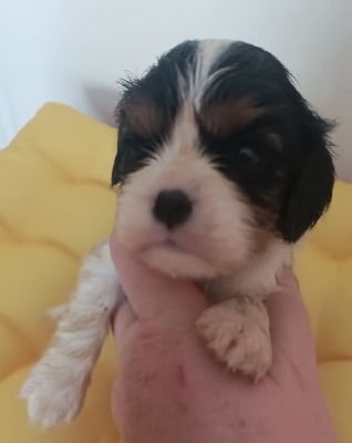 Les chiots de Cavalier King Charles Spaniel