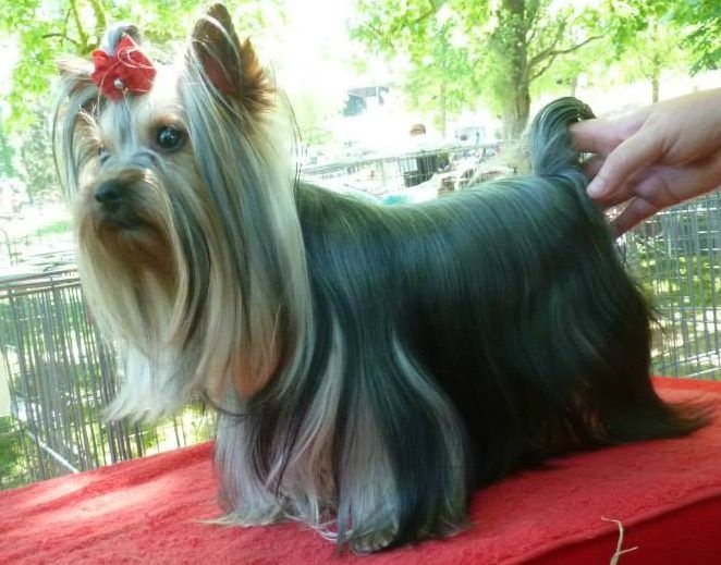 H'easy girl Du puits des sortileges - 1er Excellent + R.CACS