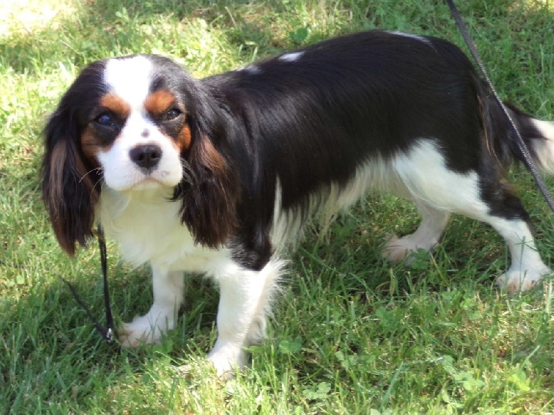 Indian spirit des grandes duchesses de pouchkine - 1er Excellent + Meilleur Jeune