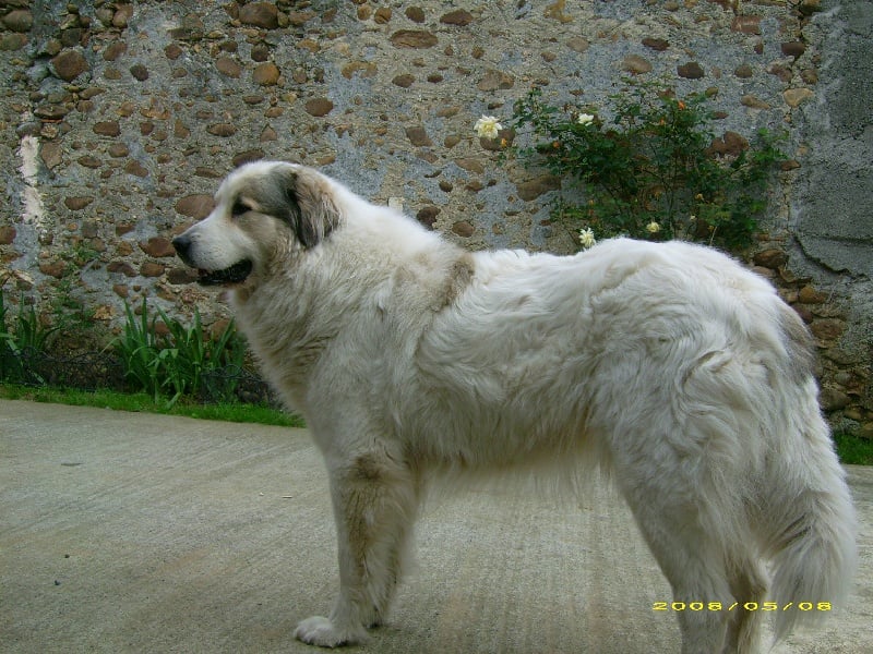 Publication : De la vallée du rioumajou