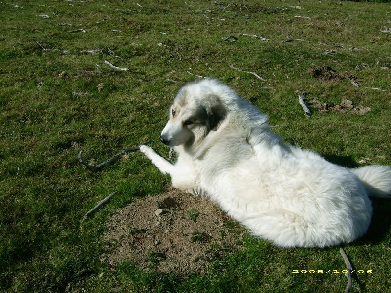 Publication : De la vallée du rioumajou