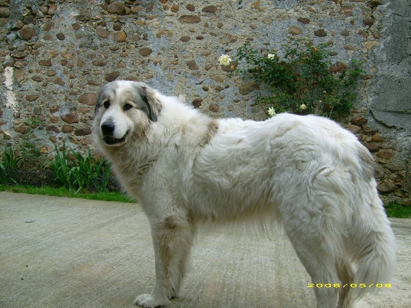 Publication : De la vallée du rioumajou