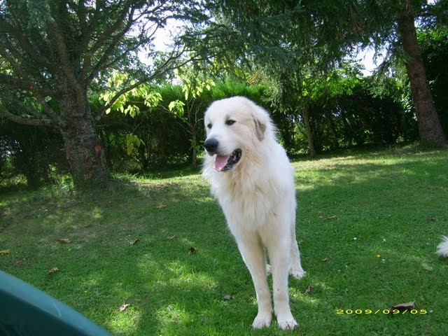 Douzous Du neouvielle - CACS - 1er excellent