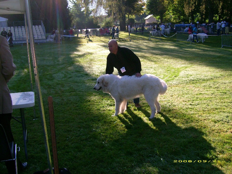 Douzous Du neouvielle - 1er puppy -