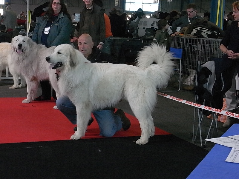 Douzous Du neouvielle - 1ER EXCELLENT CACS CACIB