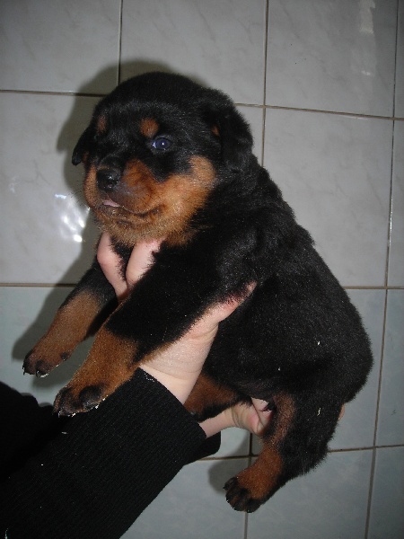 Publication : De chatoisillon Auteur : Annick Willkomm