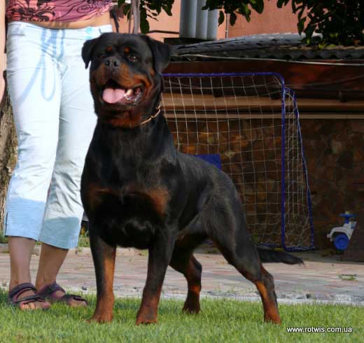 CH. Eragon dit gruss from house rotvis