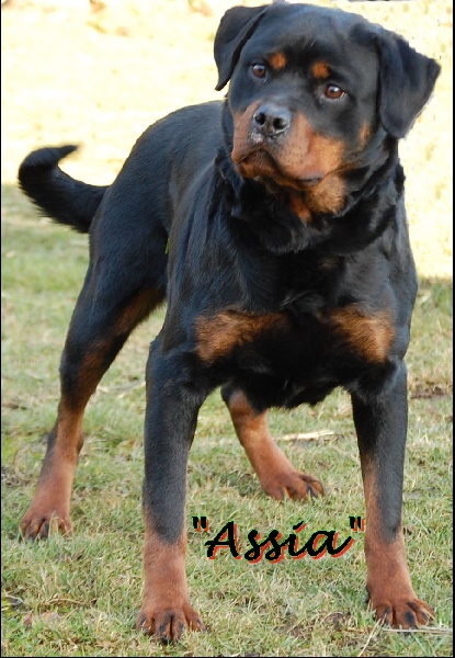 Publication : De chatoisillon Auteur : annick Willkomm