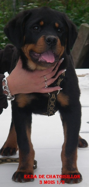 Publication : De chatoisillon Auteur : Annick Willkomm