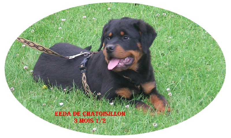 Publication : De chatoisillon Auteur : Annick Willkomm