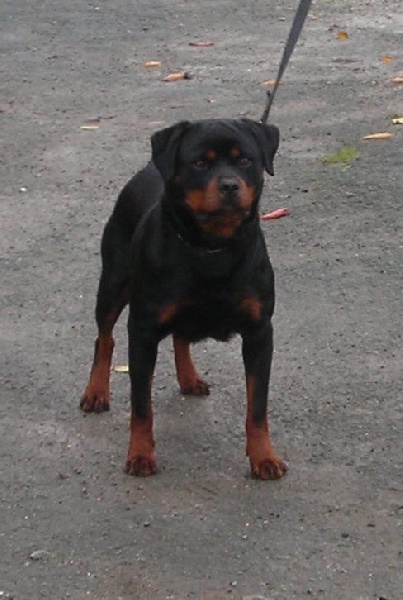 Publication : De chatoisillon Auteur : annick Willkomm