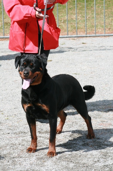 Publication : De chatoisillon Auteur : Stéph&Philippe