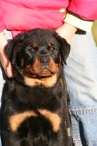 Publication : De chatoisillon Auteur : Stéph&Philippe