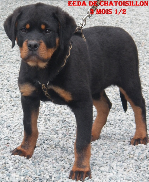 Publication : De chatoisillon Auteur : Annick Willkomm