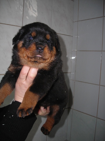 Publication : De chatoisillon Auteur : Annick Willkomm